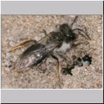Andrena vaga - Weiden-Sandbiene m05.jpg